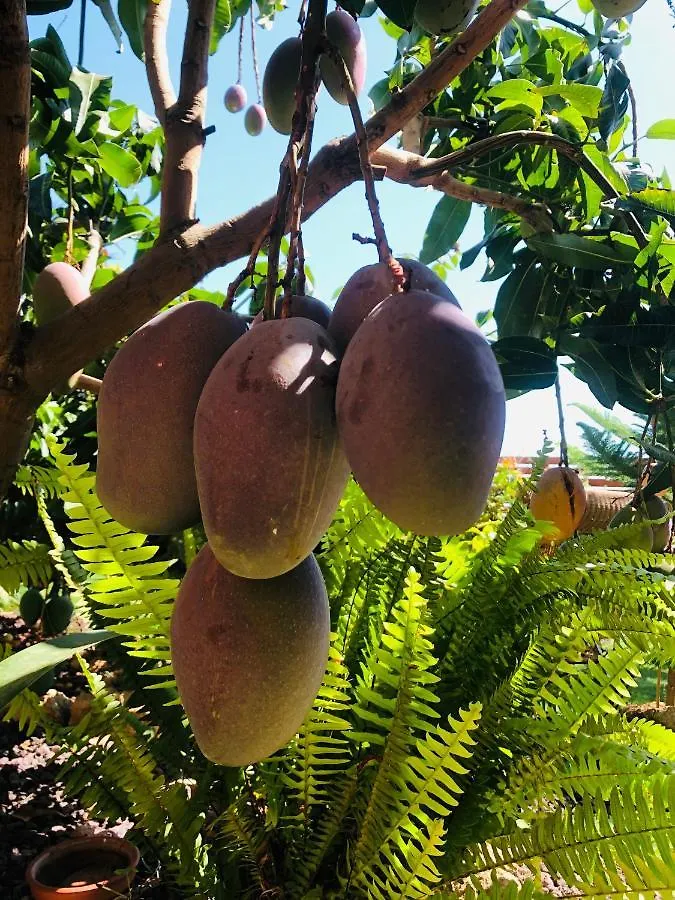 Afrikan Krisant Tenerife, Casa Rural Ecologica Arafo 0*,