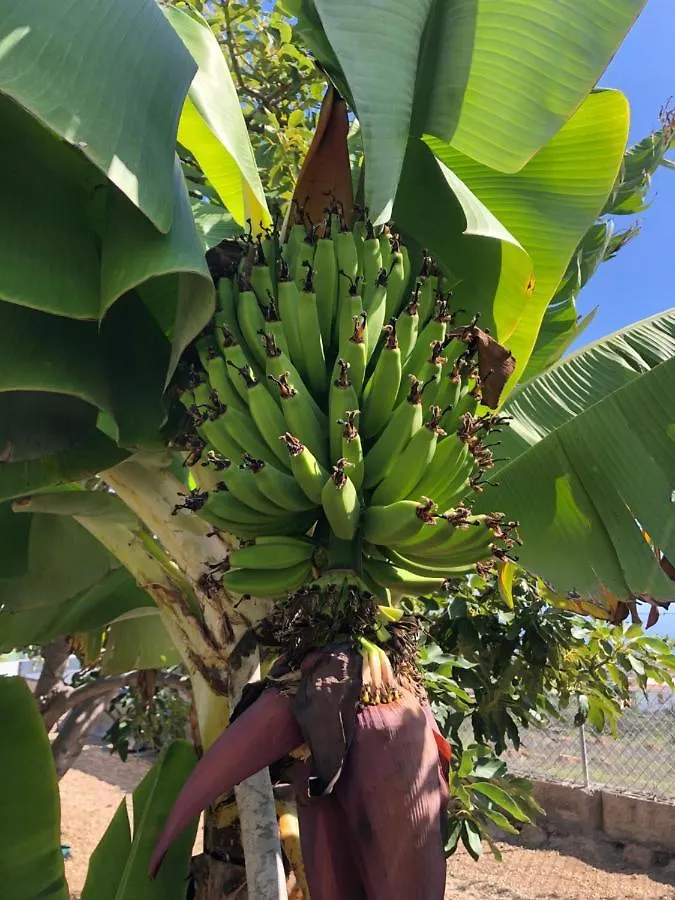 Afrikan Krisant Tenerife, Casa Rural Ecologica Arafo Spanien