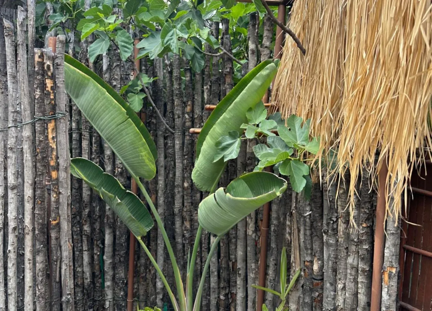 Afrikan Krisant Tenerife, Casa Rural Ecologica Arafo Villa
